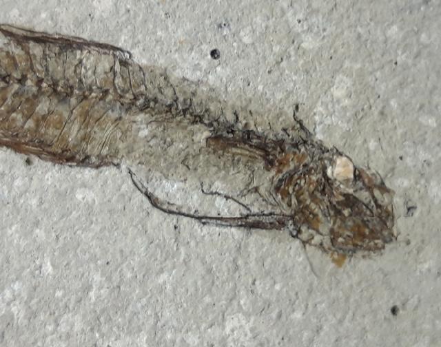 Bregmaceros albyi (SAUVAGE 1880) - Bild © FossNet FossilienStore